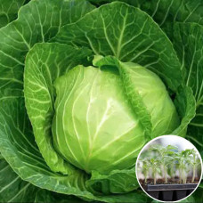 Рассада Капуста белоголовая Дитмашер Фрюєр 1 шт (касетная)