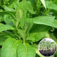 Розсада Тютюн Дюбек 1 шт (касетна)