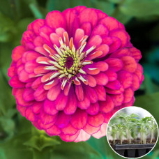 Рассада Циния Дюймовочка 1 шт (касетная)