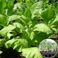 Розсада Тютюн Гавана F1 1 шт (касетна)