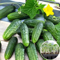 Розсада Огірок Гермес Скерневицький 1 шт (касетна)