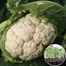 Розсада Капуста цвітна Ількар 1 шт (касетна)