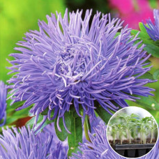 Рассада Астра Импресия 1 шт (касетная)