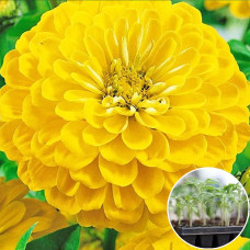 Рассада Циния Канарейка 1 шт (касетная)