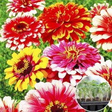 Рассада Циния Карусель 1 шт (касетная)