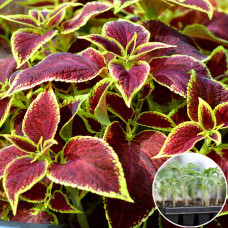 Рассада Колеус Визард Скарлет 1 шт (касетная)