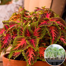 Рассада Колеус Визард Колор микс 1 шт (касетная)