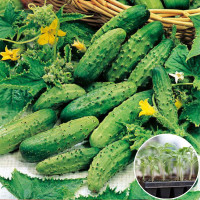 Розсада Огірок Корнішон де Париж 1 шт (касетна)