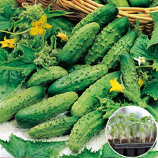 Розсада Огірок Корнішон де Париж 1 шт (касетна)