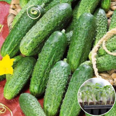 Розсада Огірок Крак 1 шт (касетна)