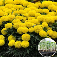 Рассада Чорнобривці Купідон 1 шт (касетная)