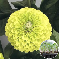 Рассада Циния Лайм Квин 1 шт (касетная)