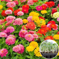 Расссада Циния Лилипут 1 шт (касетная)