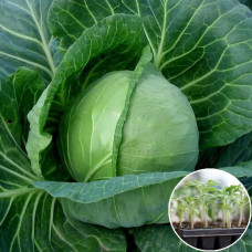 Розсада Капуста білоголова Міррор 1 шт (касетна)