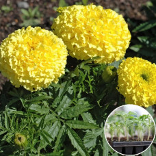 Рассада Чорнобривці Місячне сяйво 1 шт (касетная)