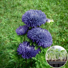 Рассада Астра Морская звезда 1 шт (касетная)