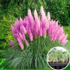 Рассада Кортадерия Пампаское перо 1 шт (касетная)