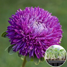 Рассада Астра Персидская 1 шт (касетная)