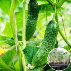 Розсада Огірок Полан 1 шт (касетна)