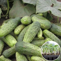 Розсада Огірок Регіна 1 шт (касетна)