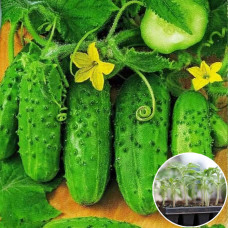 Розсада Огірок Роднічок F1 1 шт (касетна)