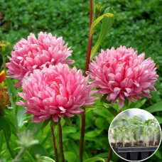 Рассада Астра Роза Турм 1 шт (касетная)