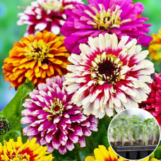 Рассада Циния Розкіш 1 шт (касетная)