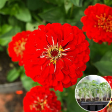Рассада Циния Рубиновое пламя 1 шт (касетная)