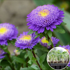 Рассада Астра Синди 1 шт (касетная)