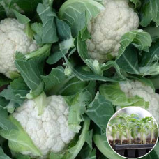 Розсада Капуста цвітна Сноуболл 1 шт (касетна)