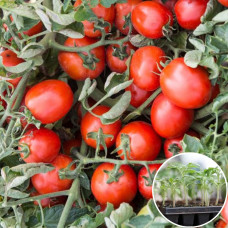 Розсада Томат Солероссо F1 1 шт (касетна)