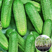 Розсада Огірок Сремський 1 шт (касетна)