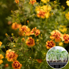 Рассада Чорнобривці Старфаєр 1 шт (касетная)