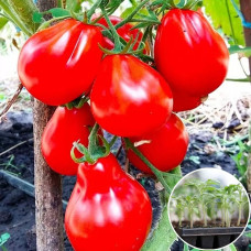 Розсада Томат Трюфель червоний 1 шт (касетна)