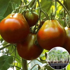 Розсада Томат Трюфель чорний 1 шт (касетна)