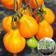 Розсада Томат Трюфель жовтий 1 шт (касетна)