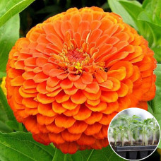 Рассада Циния Тигрове око 1 шт (касетная)