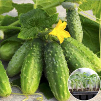 Розсада Огірок Вісконсін (Wisconsin SMR 58) 1 шт (касетна)