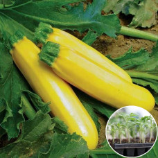 Розсада Кабачок Золотинка 1 шт (касетна)