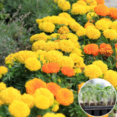 Рассада Чорнобривці Цукор і спеції 1 шт (касетная)