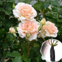 Троянда штамбова Chandos Beauty (Чандос Б'юті)