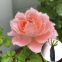 Троянда штамбова Princess Sakura (Принцеса Сакура)