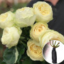 Троянда штамбова Pure Blonde (Пур Блонд)