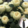 Троянда штамбова Pure Blonde (Пур Блонд)