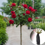 Троянда штамбова Rose des 4 Vents (4-х Вітрів)