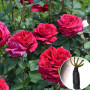 Троянда штамбова Rose des 4 Vents (4-х Вітрів)
