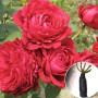 Троянда штамбова Rose des 4 Vents (4-х Вітрів)