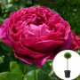 Троянда штамбова Ascot в горщику 5 л