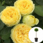 Роза штамбовая Lemon Pompon в горшке 5 л