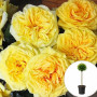 Роза штамбовая Lemon Pompon в горшке 5 л